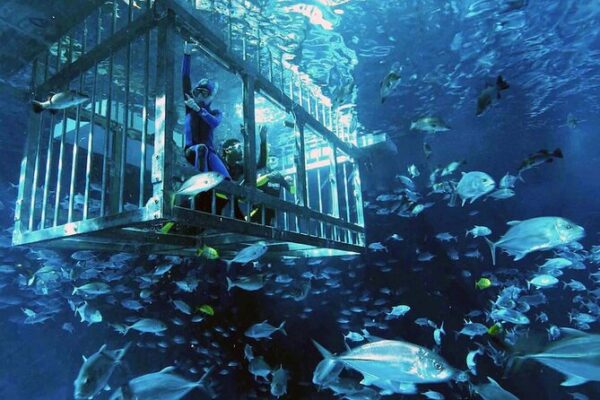 Swim with Sharks in Dubai: The Ultimate Dubai Aquarium Snorkeling Experience