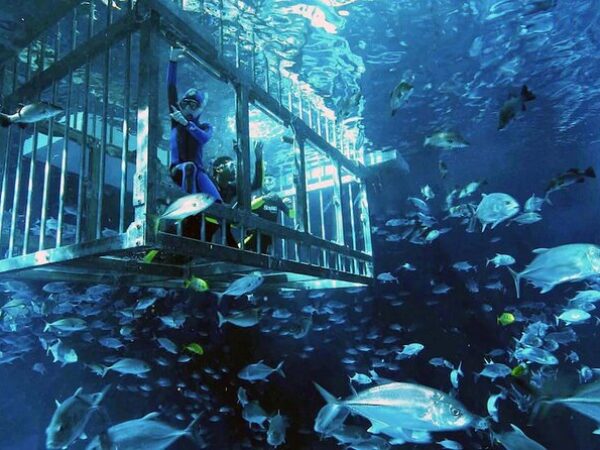 Swim with Sharks in Dubai: The Ultimate Dubai Aquarium Snorkeling Experience